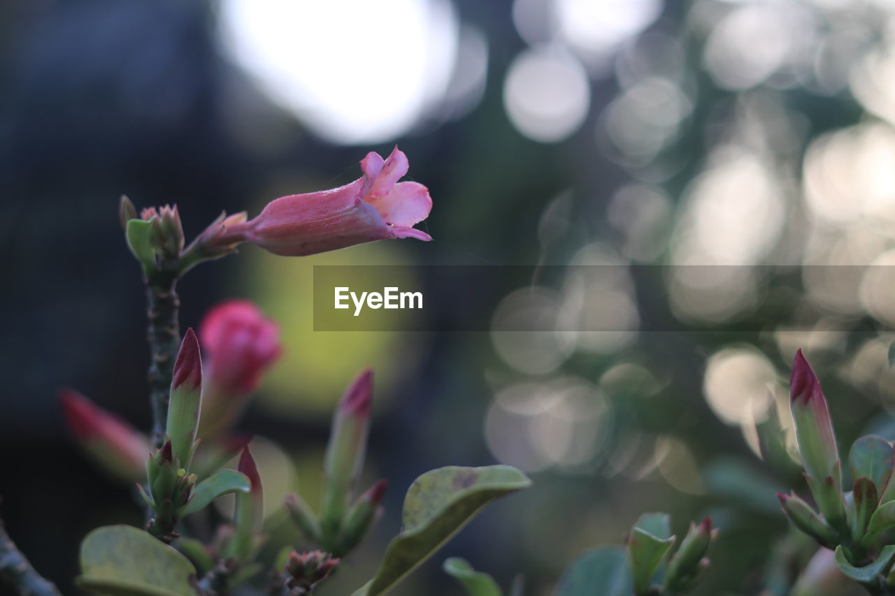 Close-up of pink flowering plant