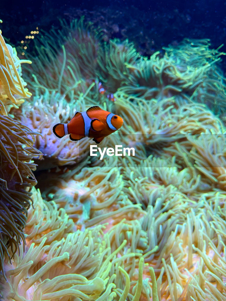 animal wildlife, animal themes, wildlife, animal, sea, underwater, sea life, water, marine, undersea, clown fish, fish, coral, nature, sea anemone, coral reef, coral reef fish, symbiotic relationship, beauty in nature, reef, aquarium, marine biology, natural environment, pomacentridae, no people, tropical fish, swimming, stony coral, one animal, zoology, outdoors