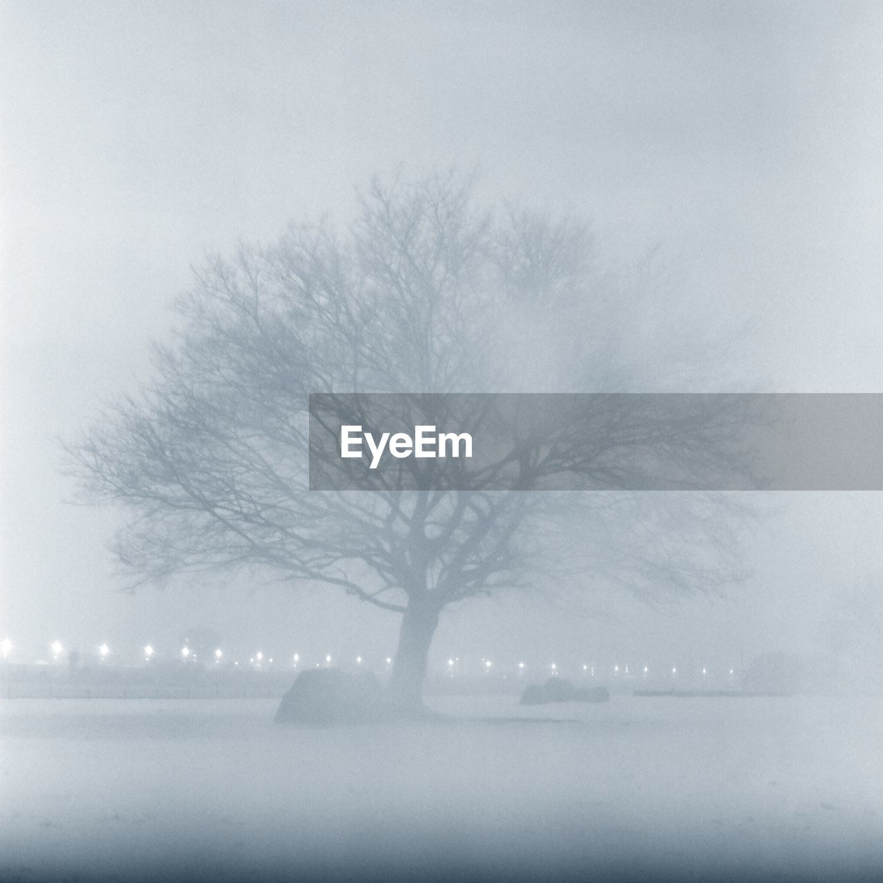 Bare tree on field during foggy weather