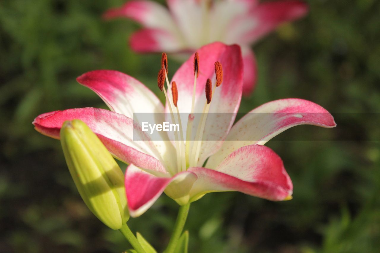 Close-up of pink flower blooming outdoors