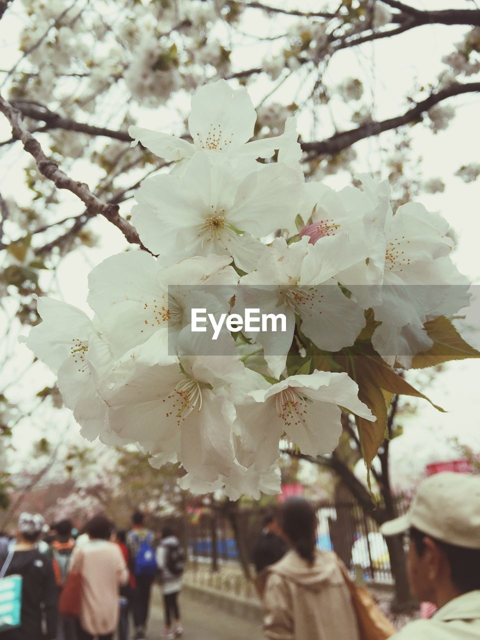 CLOSE-UP OF CHERRY BLOSSOMS