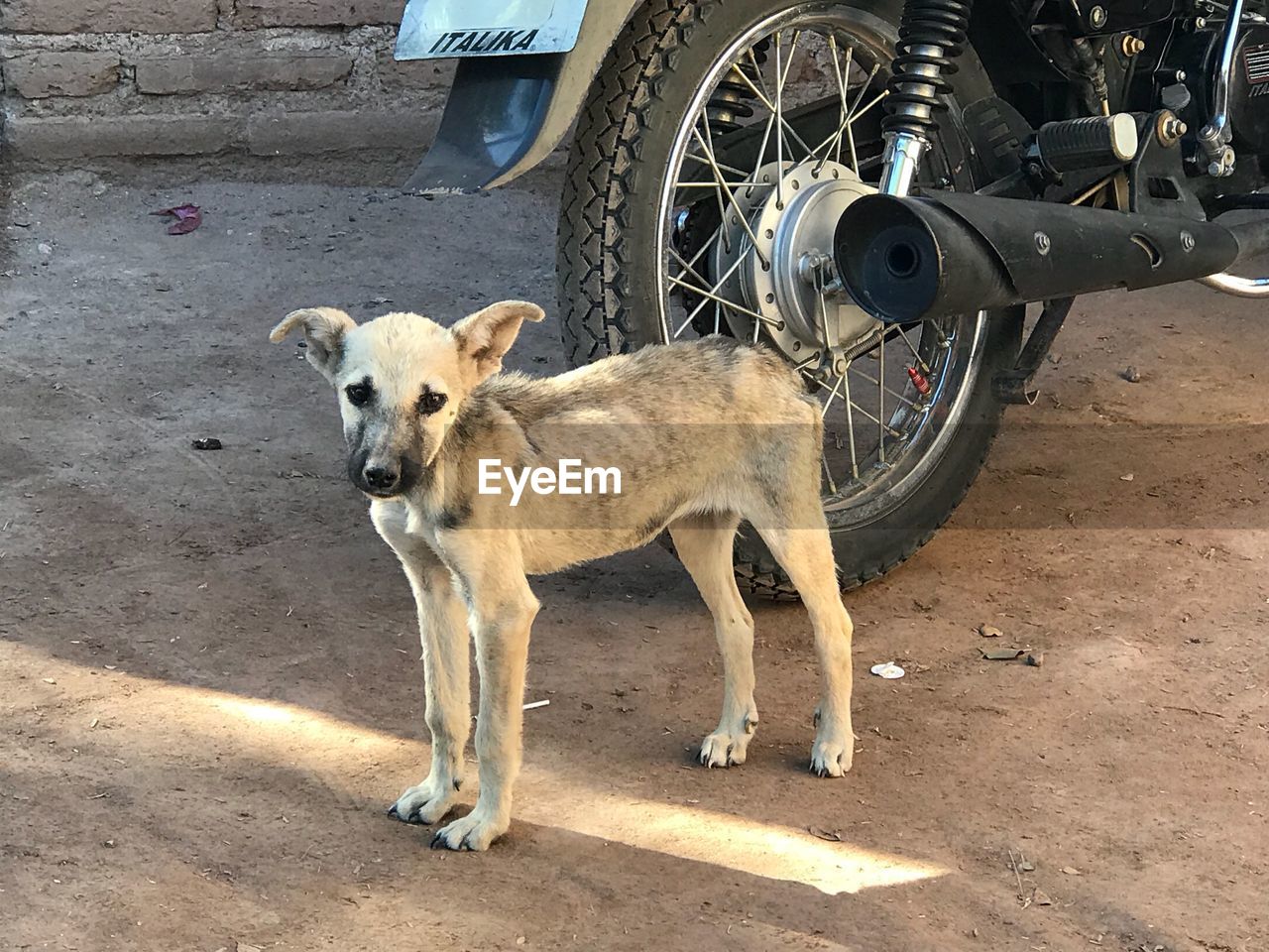 Puppy standing by motorcycle