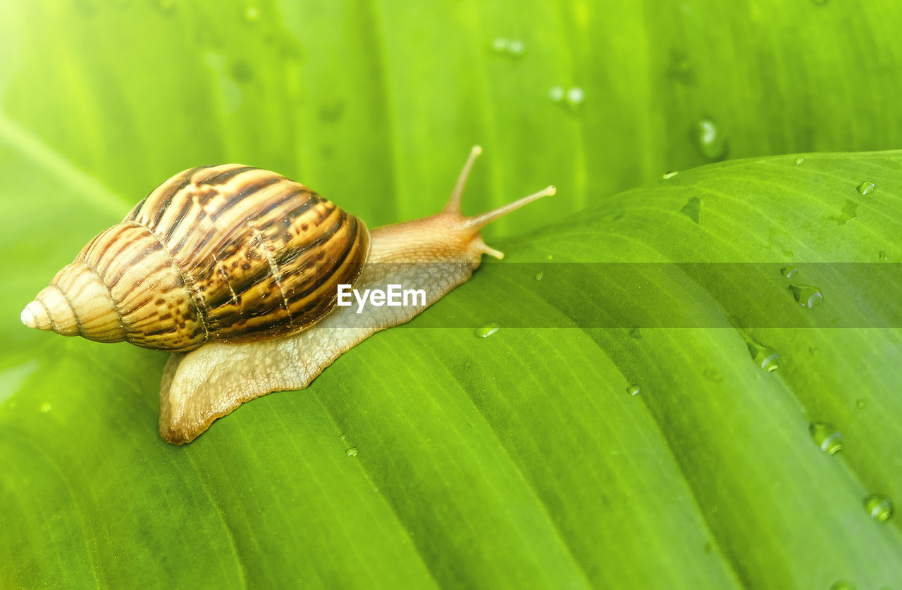 Extreme close-up of snail on wet leaf