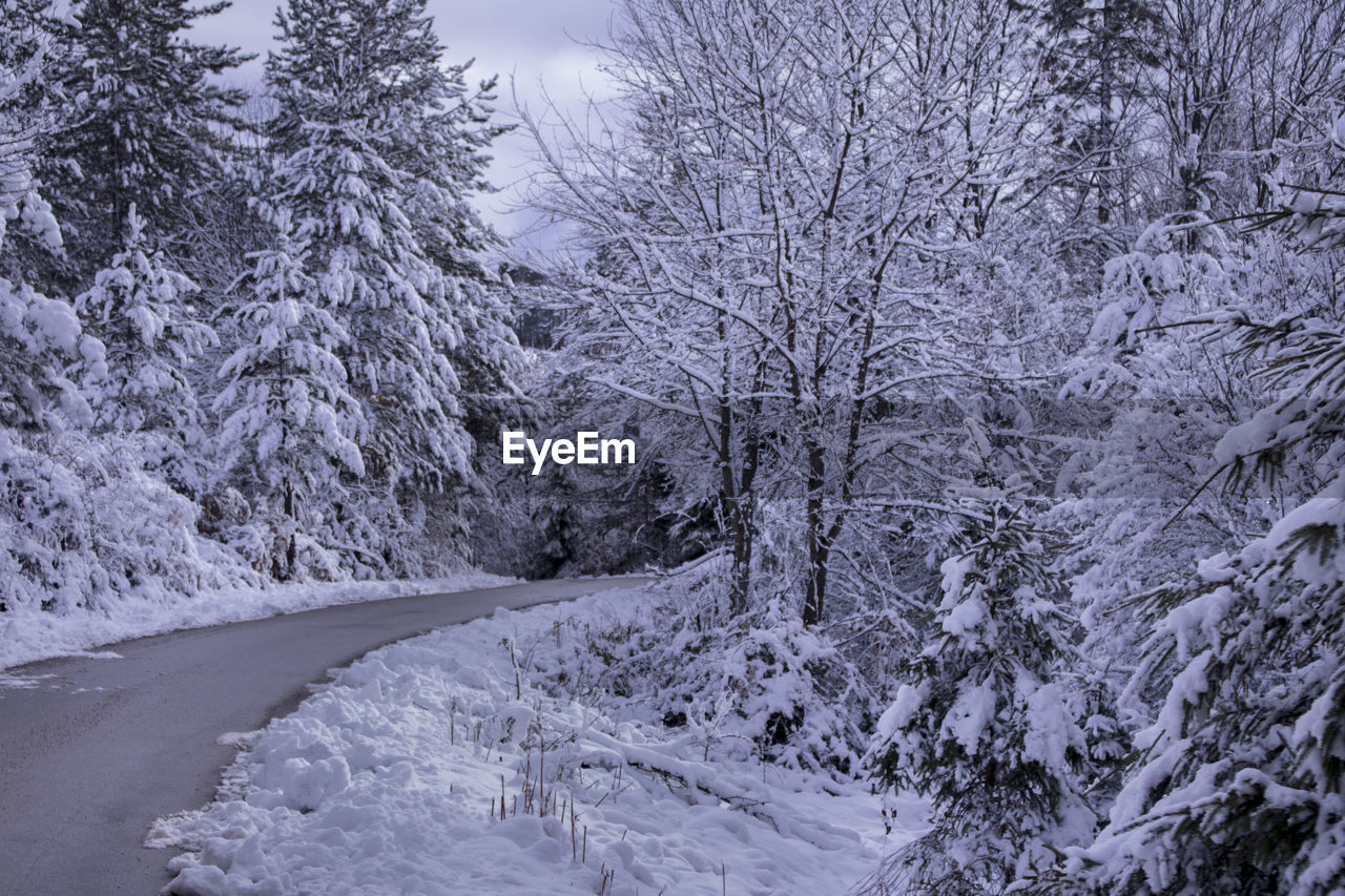 Snow covered trees in forest