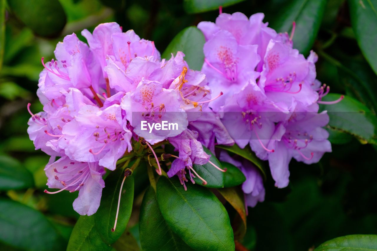 Close-up of pink flowers