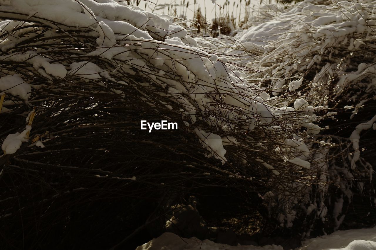 CLOSE-UP OF TREE AGAINST SKY