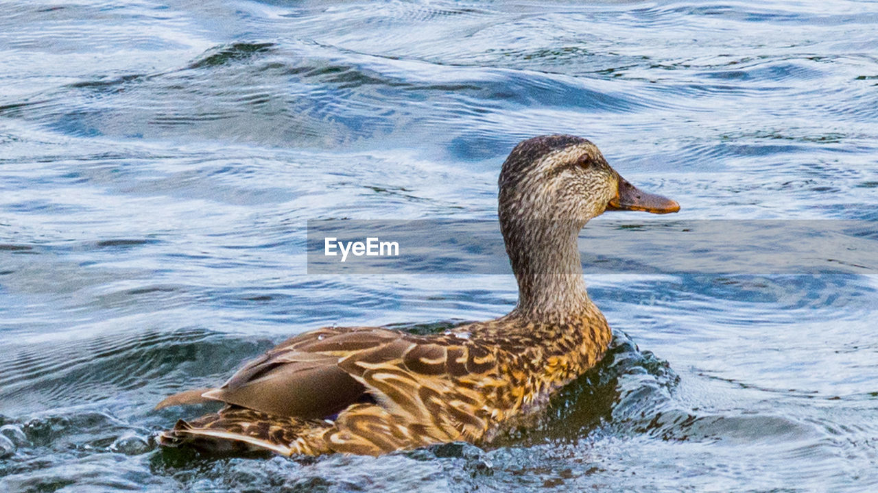 CLOSE-UP OF MALLARD DUCK SWIMMING IN LAKE