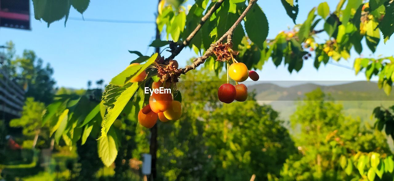FRUIT GROWING ON TREE