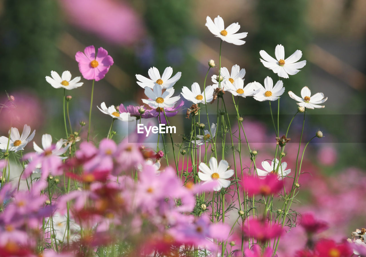 Selective focus at colorful cosmos flowers soft petals in the garden in sunny day
