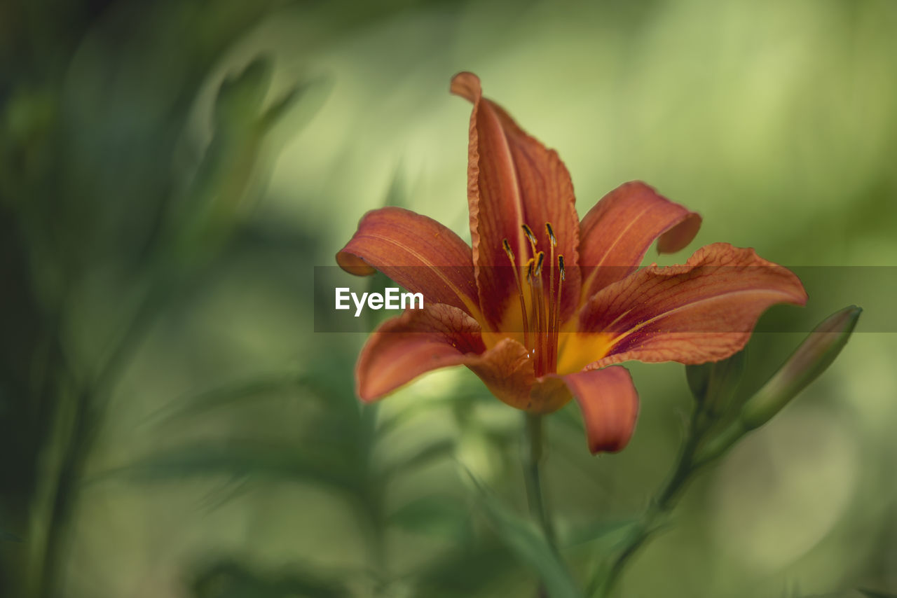 Close-up of orange day lily