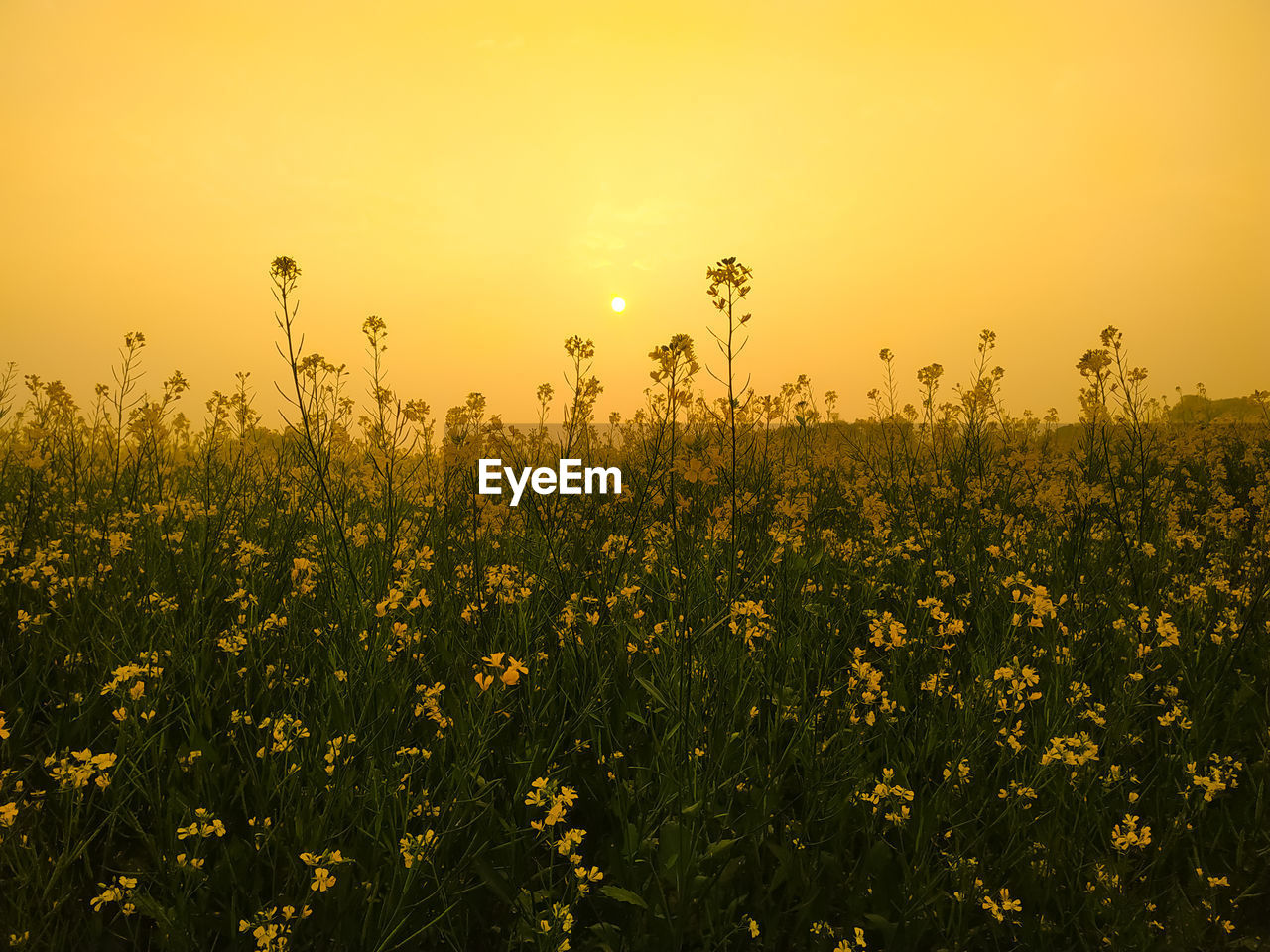 Beautiful golden sunset view between the mustard flowers