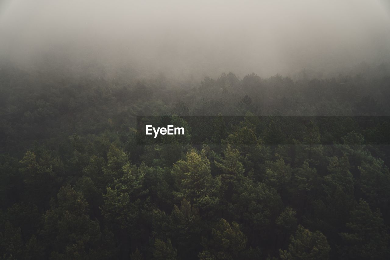 High angle view of trees in forest