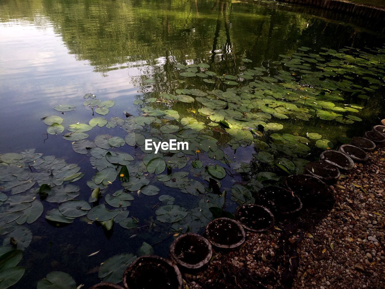 WATER LILIES IN LAKE