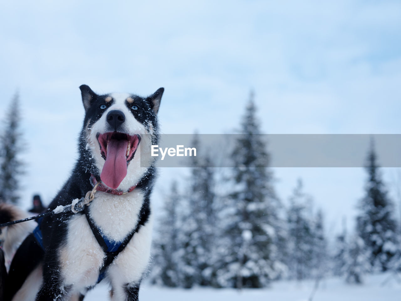 Portrait of dog on snow covered landscape