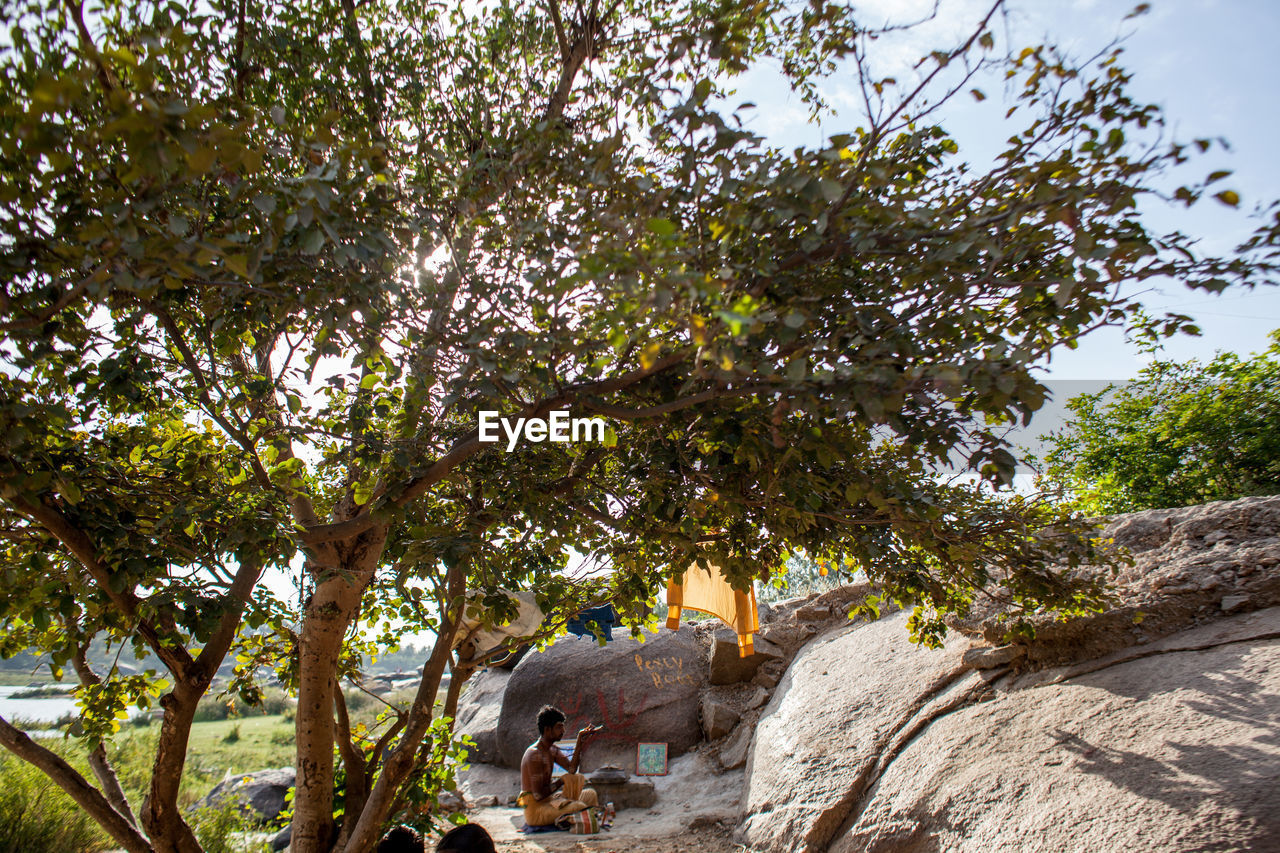 VIEW OF TREES IN PARK