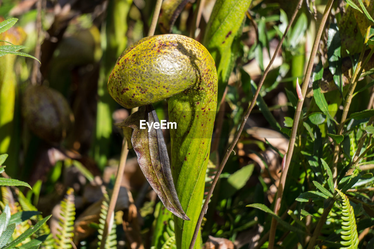 Close-up of carnivorous plant at botanical garden