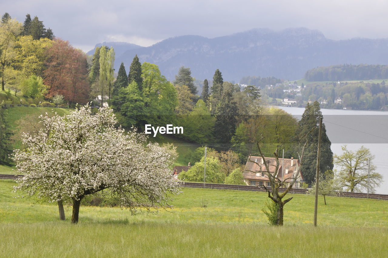 TREES GROWING ON FIELD