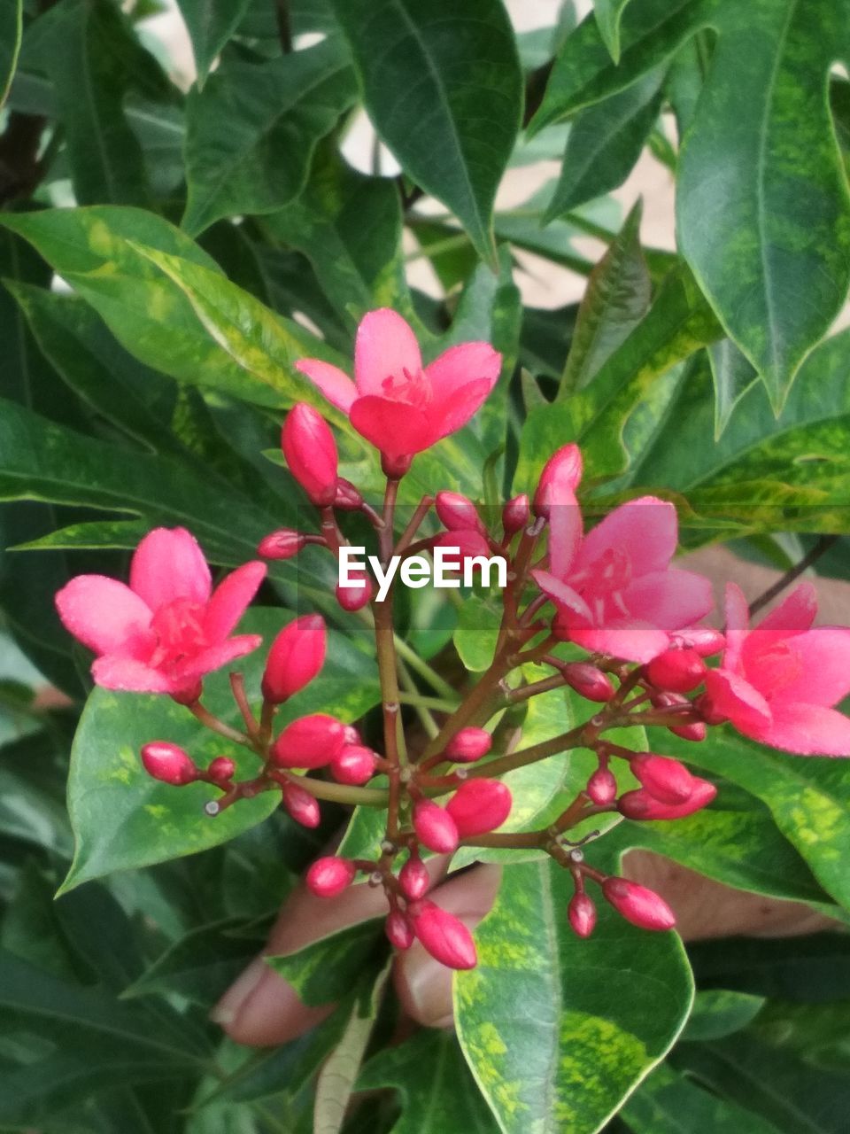 CLOSE-UP OF PINK FLOWERS BLOOMING IN PARK