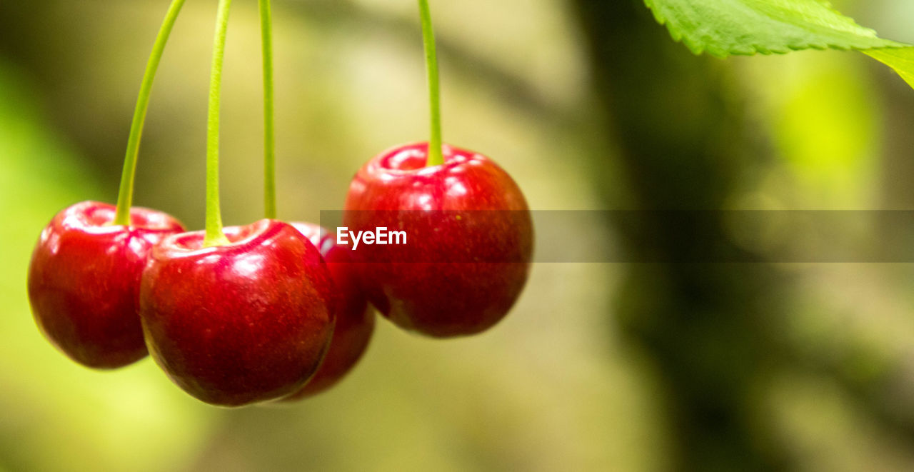 CLOSE-UP OF CHERRIES HANGING ON PLANT
