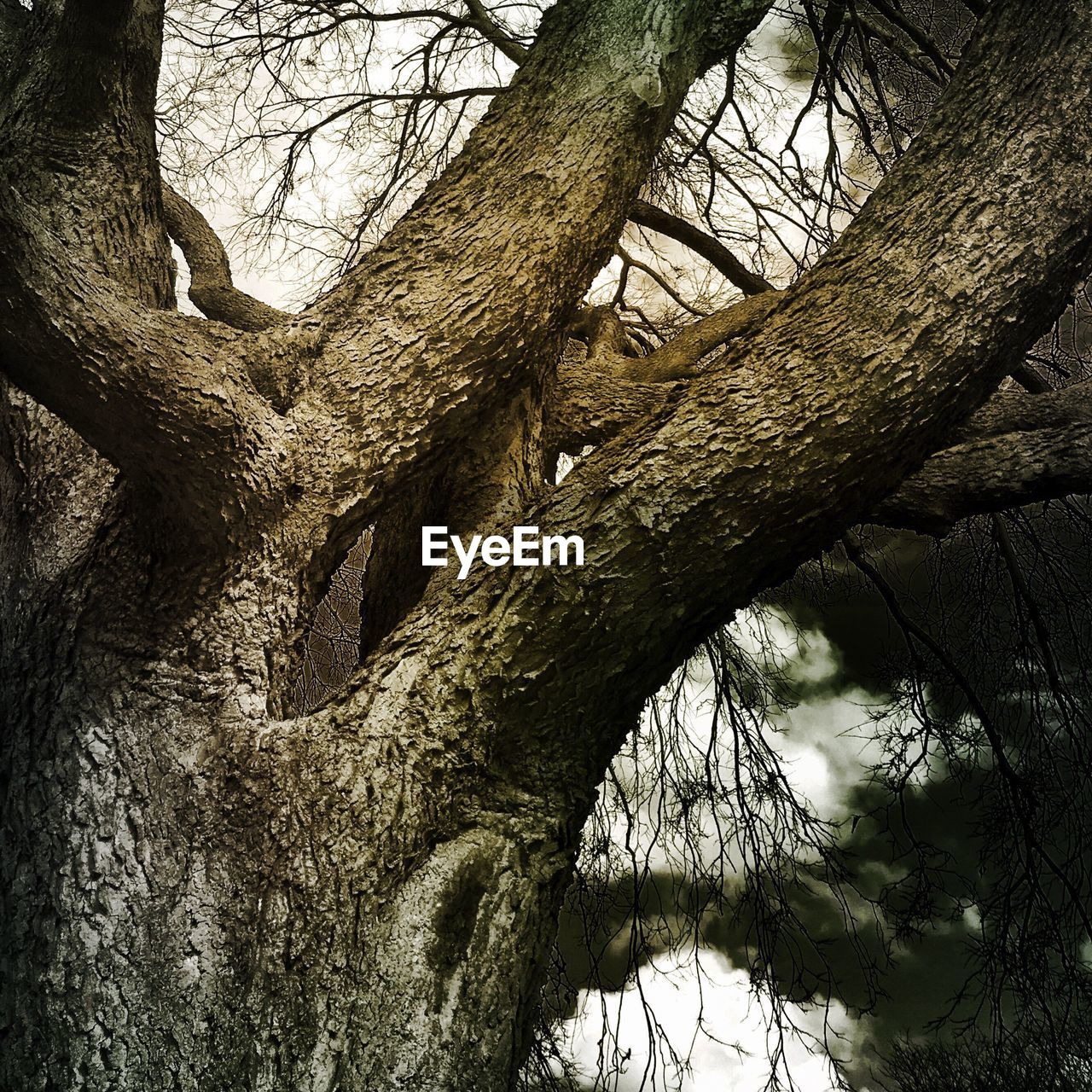 Low angle view of bare trees in forest