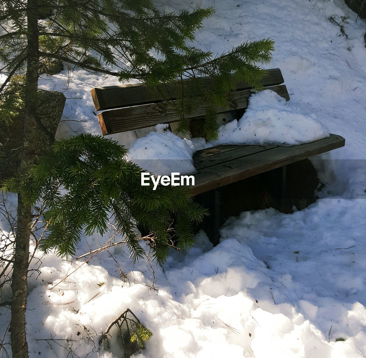 Trees by snow covered bench on sunny day