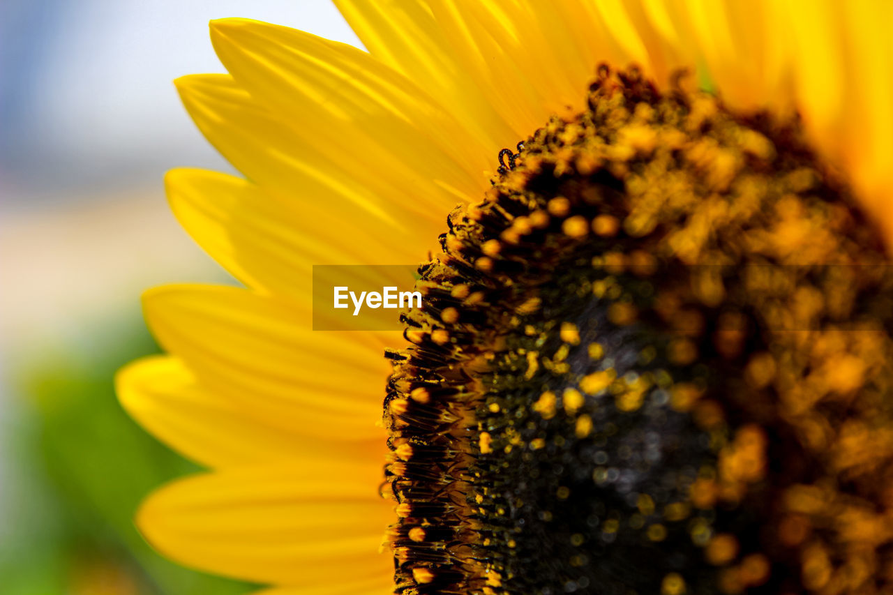 Close-up of sunflower