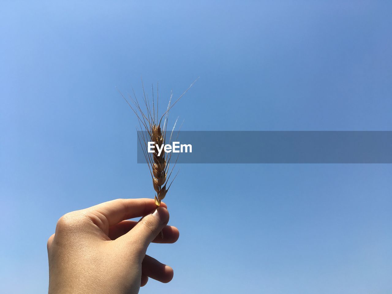 Cropped hand of person holding plant stem against sky