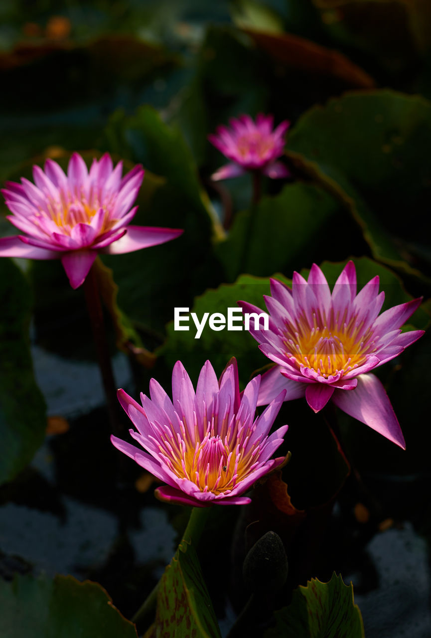 Close-up view of pink water lily