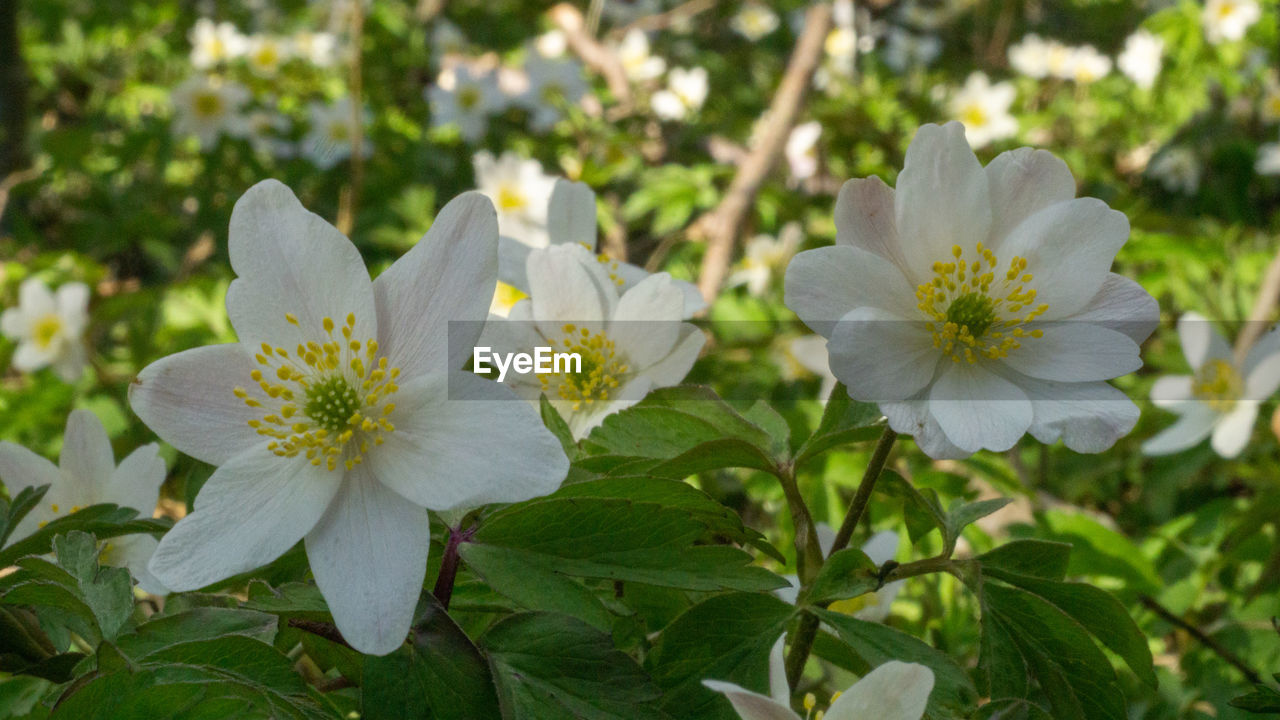 Close-up of white flowering plant