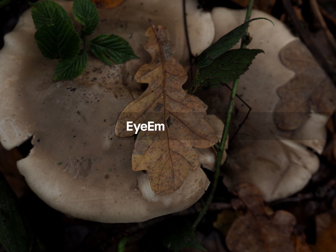 HIGH ANGLE VIEW OF MAPLE LEAVES