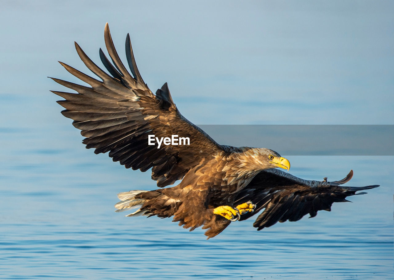 Eagle flying over sea