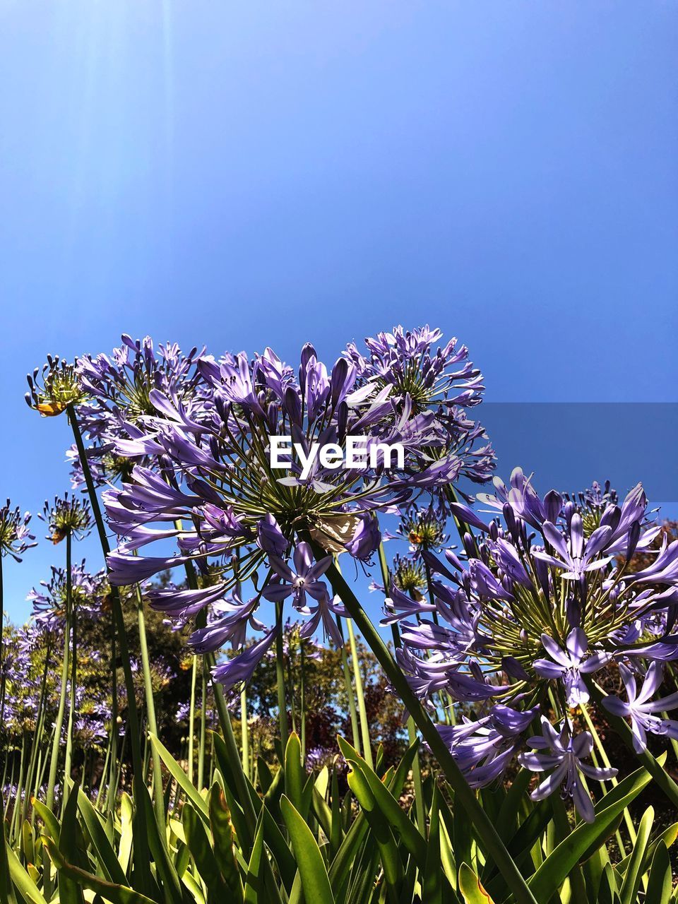 CLOSE-UP OF PURPLE FLOWERING PLANTS AGAINST SKY
