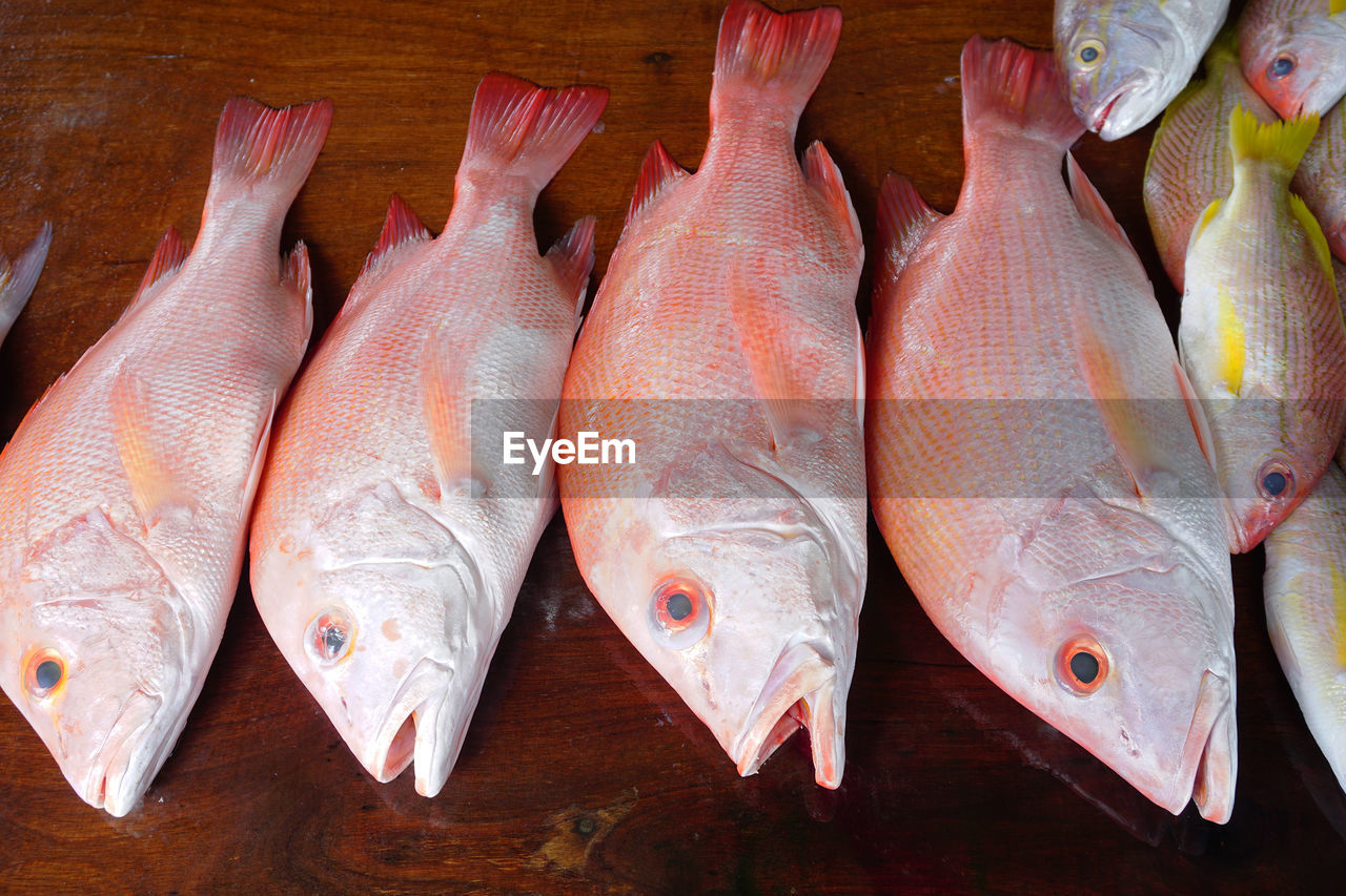 HIGH ANGLE VIEW OF FISH FOR