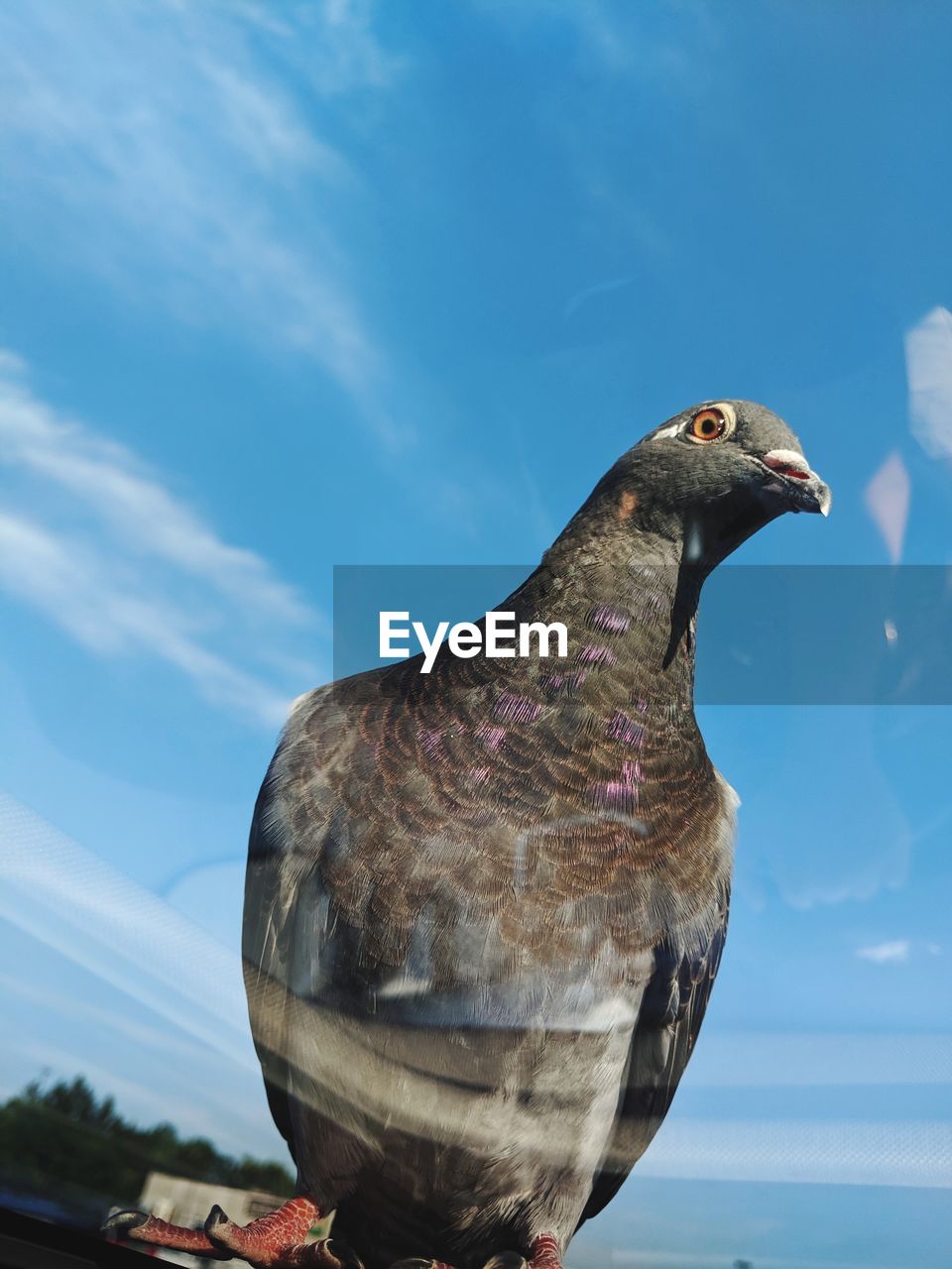 CLOSE-UP OF A BIRD AGAINST SKY