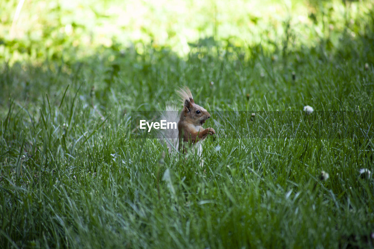 SQUIRREL ON GRASS