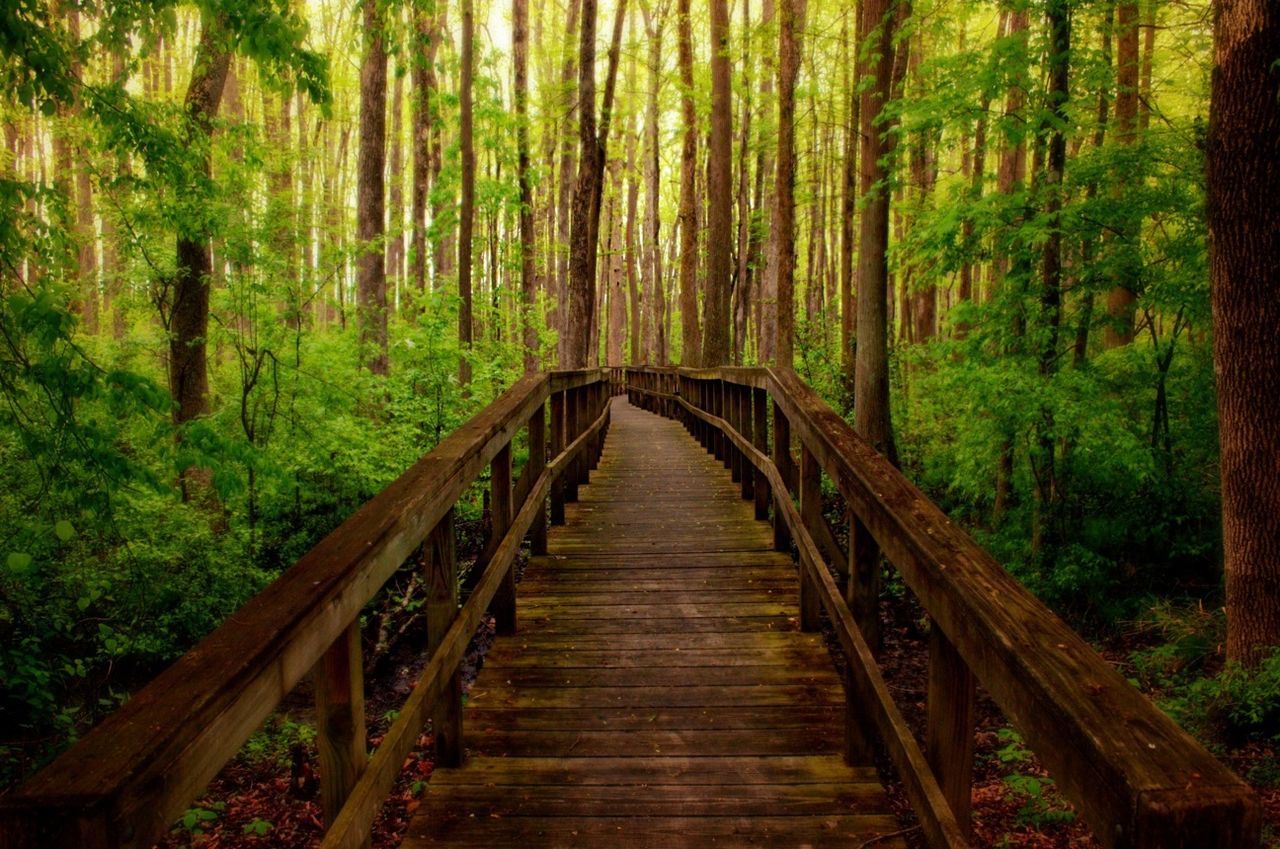 Boardwalk leading through forest