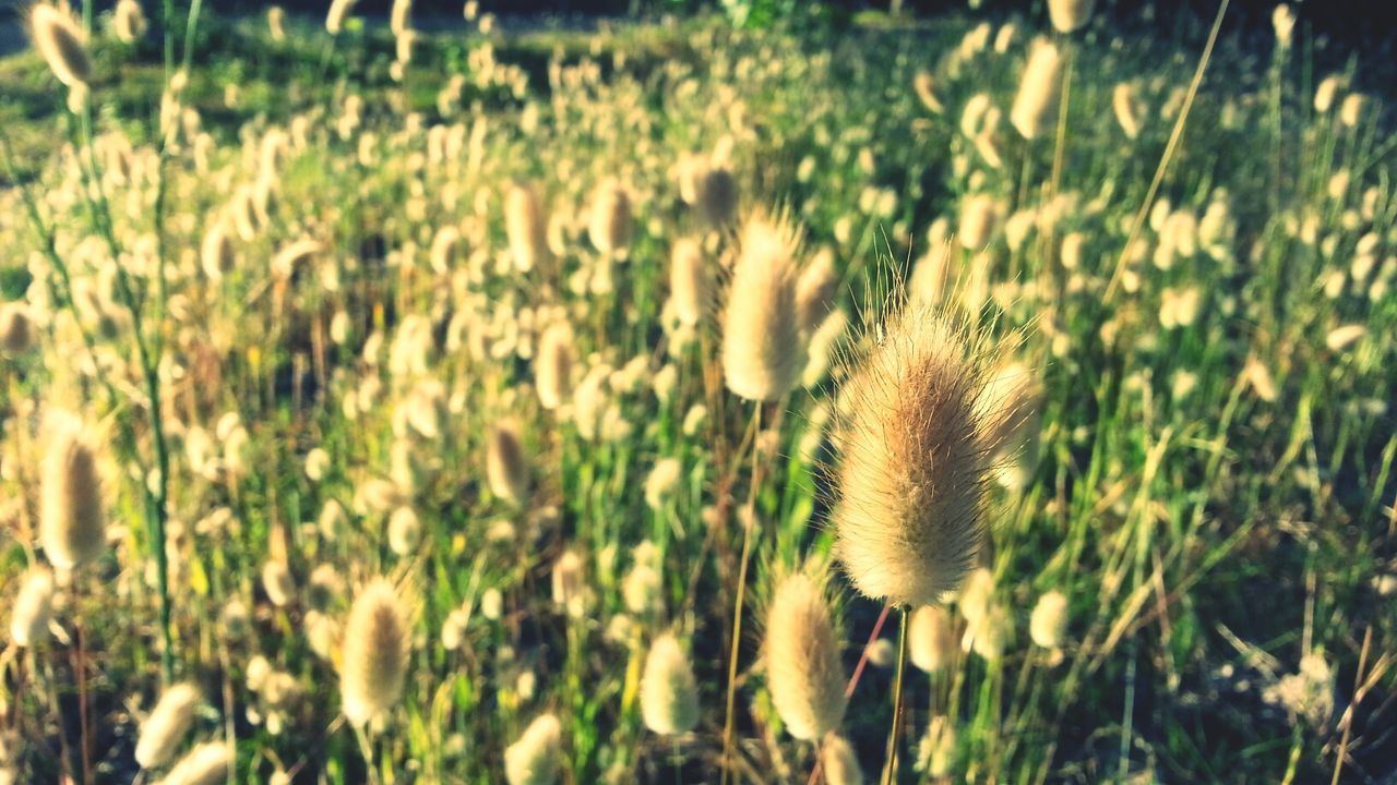 Close-up of plant growing on field