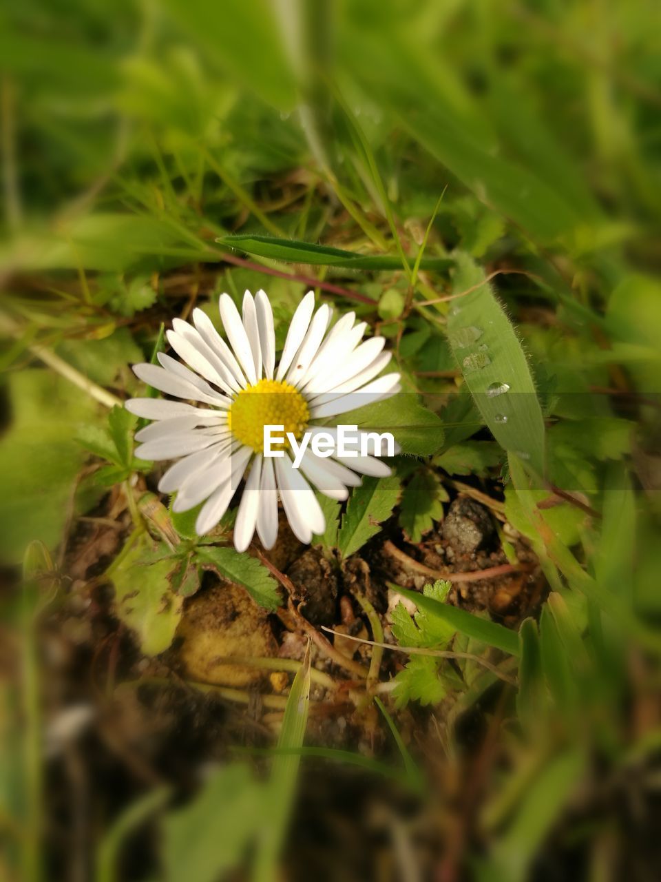 CLOSE-UP OF WHITE DAISY FLOWERS BLOOMING IN FIELD