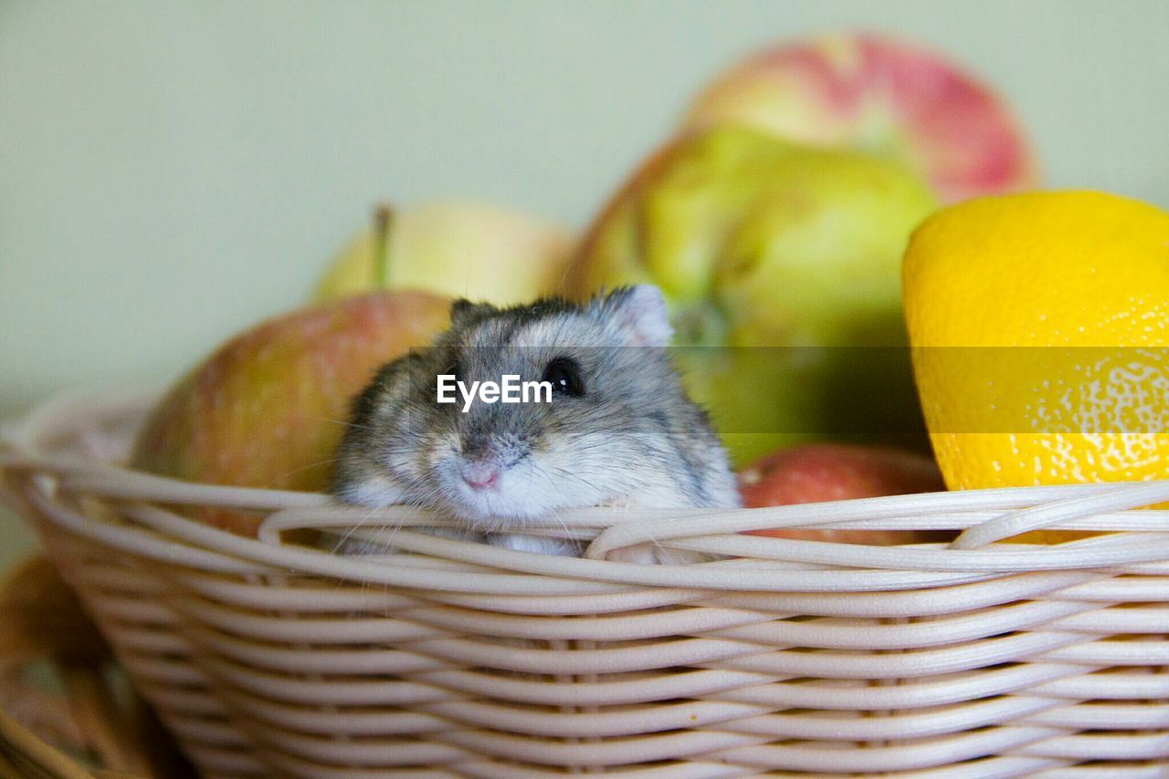 Close-up of hamster in fruit bowl