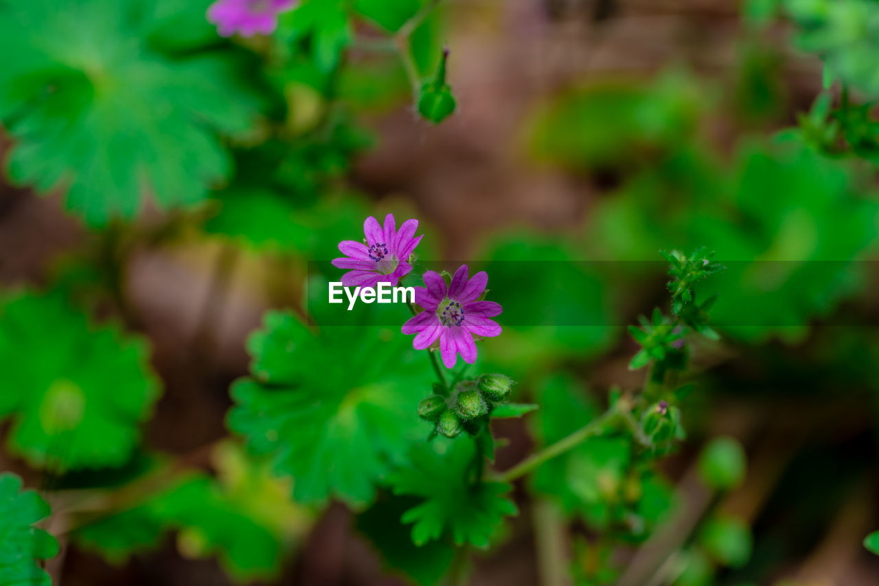 Close-up of purple flowering plant