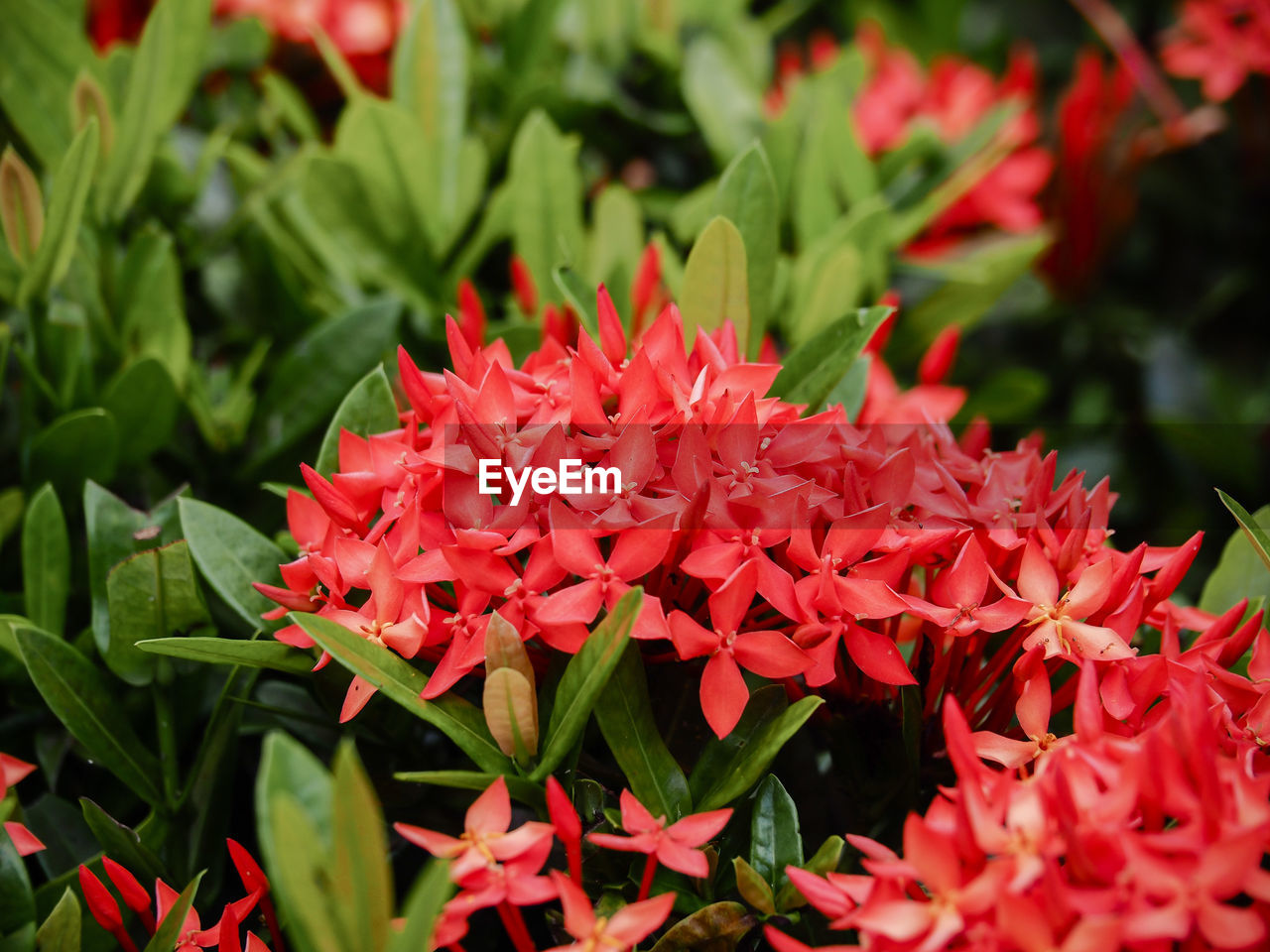 CLOSE-UP OF RED FLOWERS