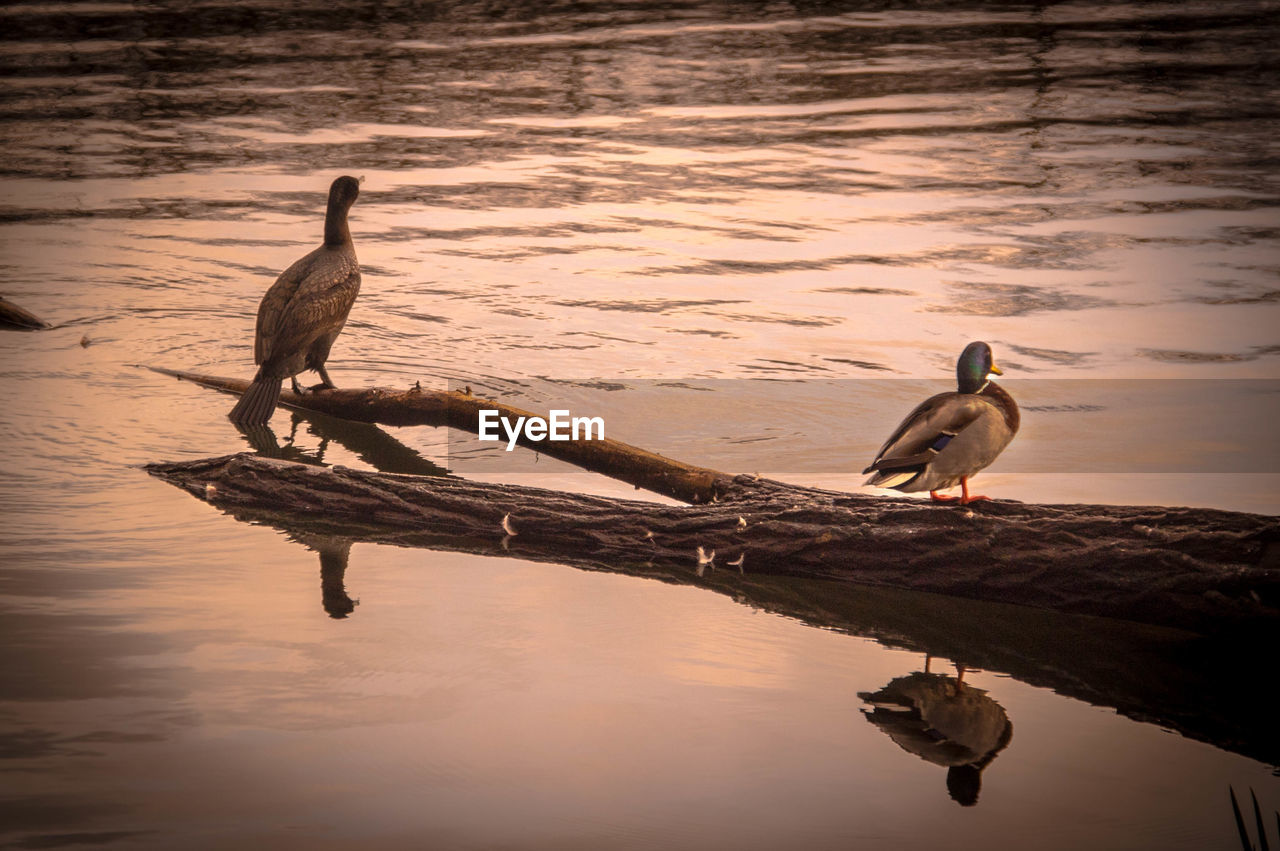 BIRDS PERCHING ON LAKE