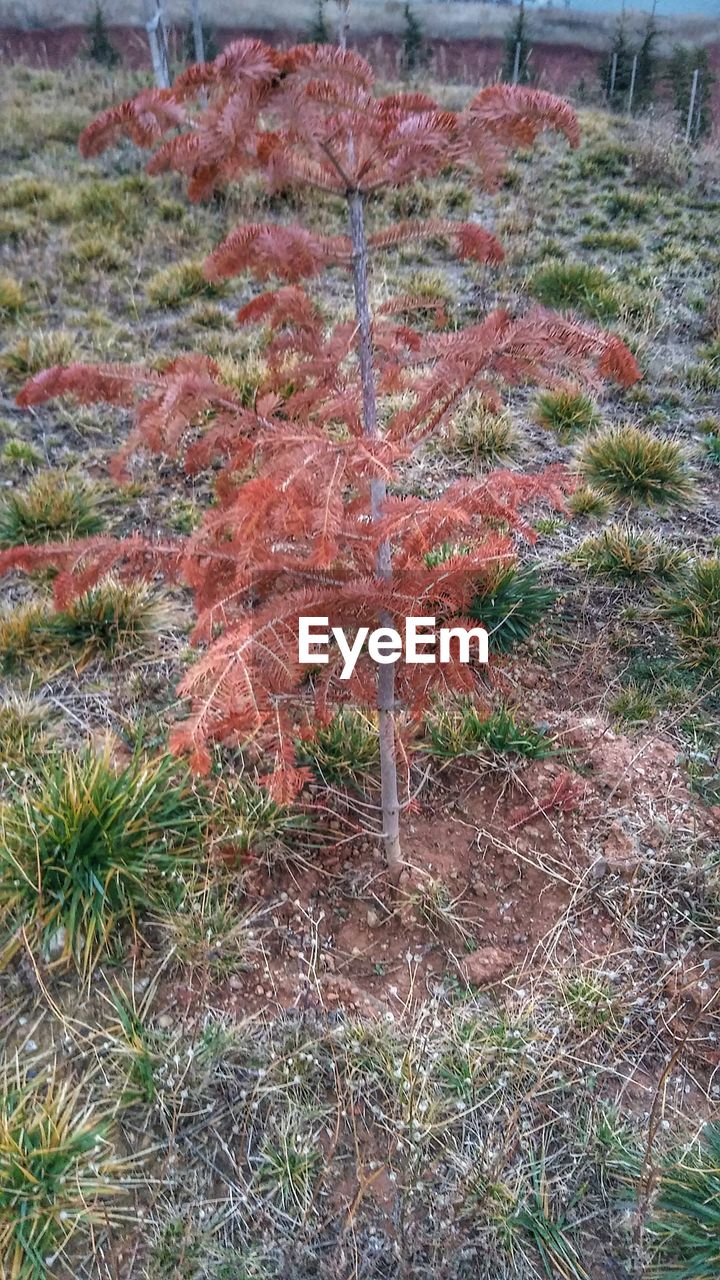 CLOSE-UP OF PLANT GROWING ON FIELD