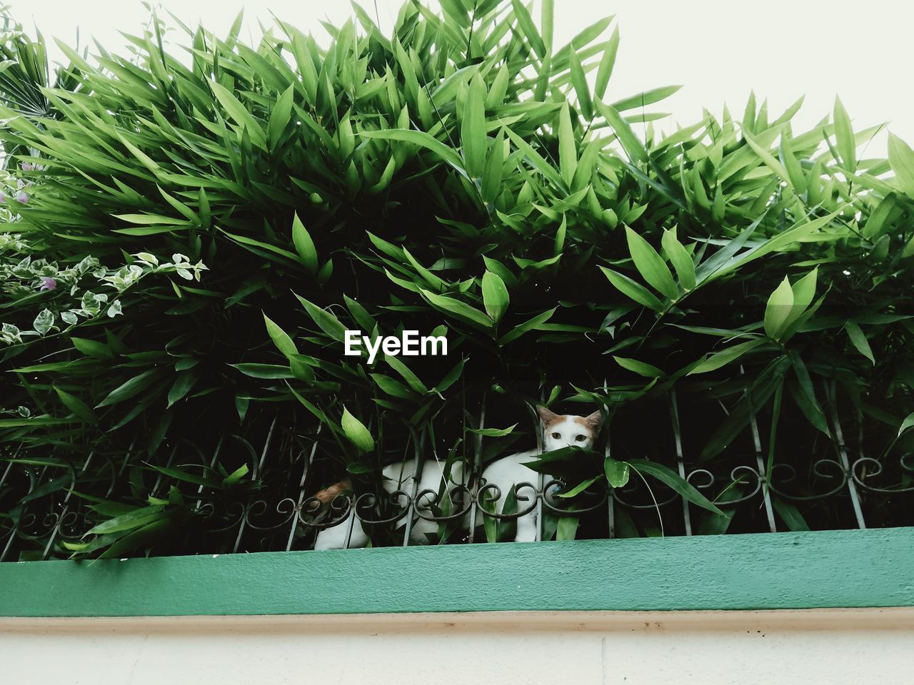 HIGH ANGLE VIEW OF POTTED PLANT IN YARD