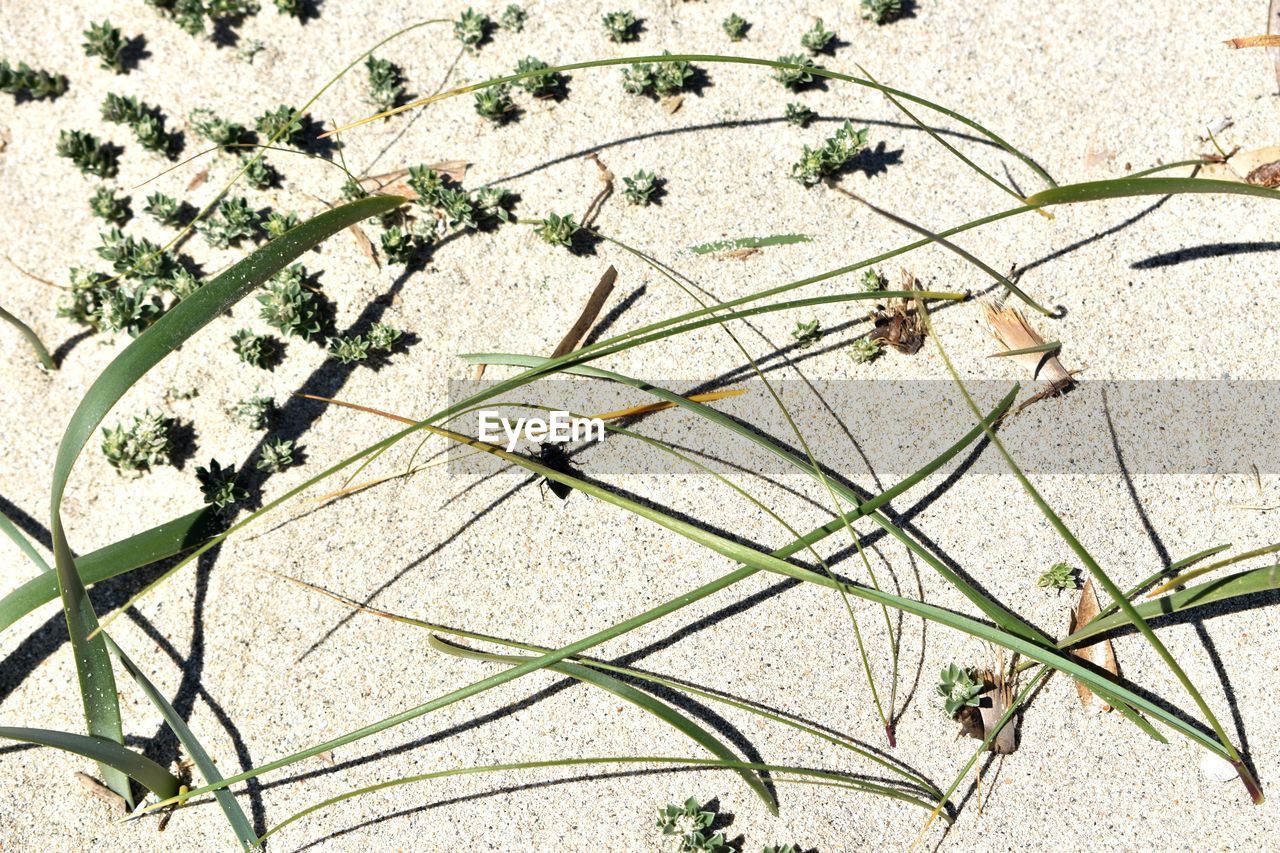 HIGH ANGLE VIEW OF PLANTS ON LAND AGAINST SUNLIGHT