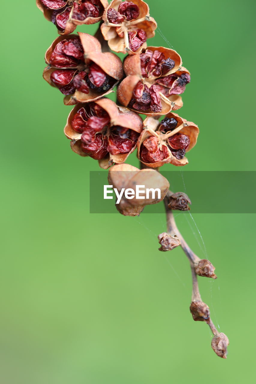 CLOSE-UP OF WILTED PLANT