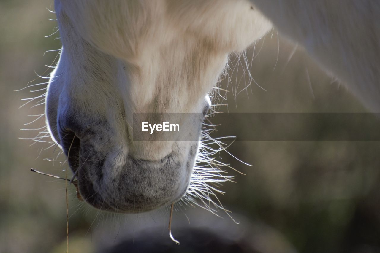 CLOSE-UP OF A HORSE IN THE BACKGROUND