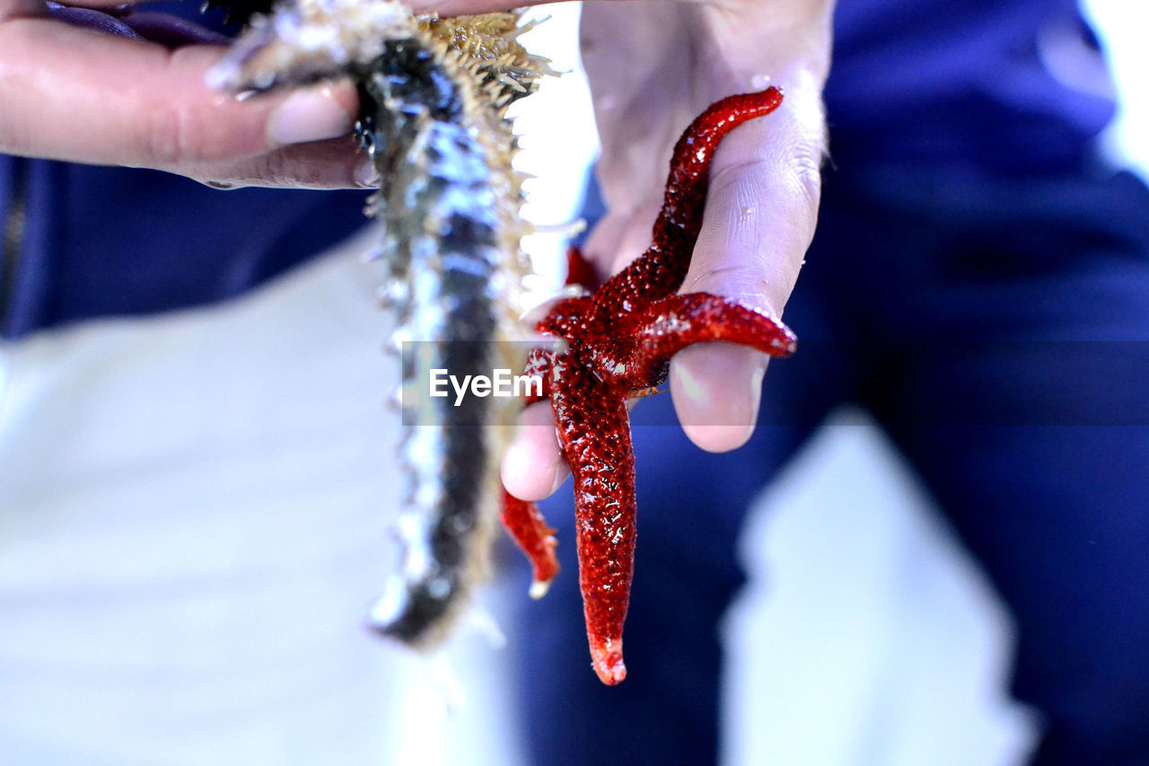 Cropped image of hand holding fishes