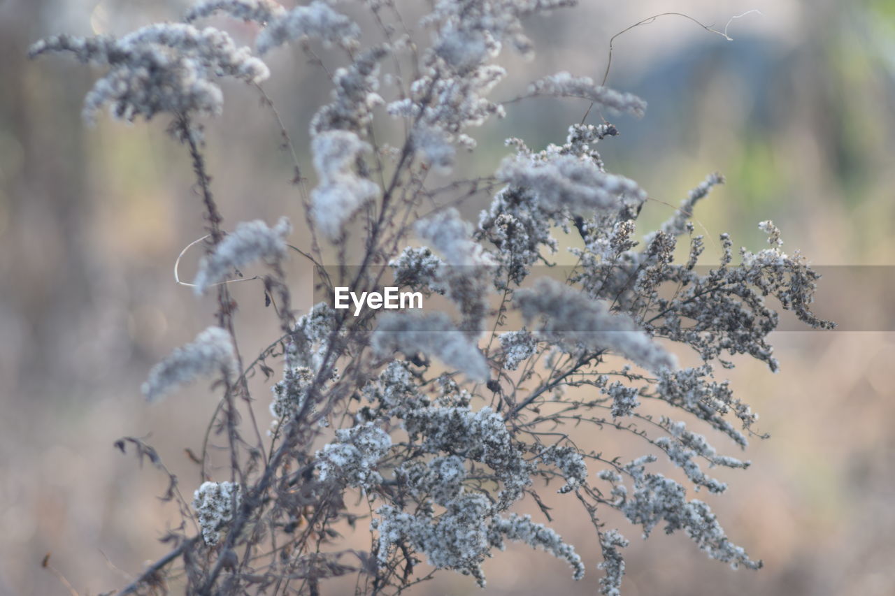 Close-up of wilted plant during winter