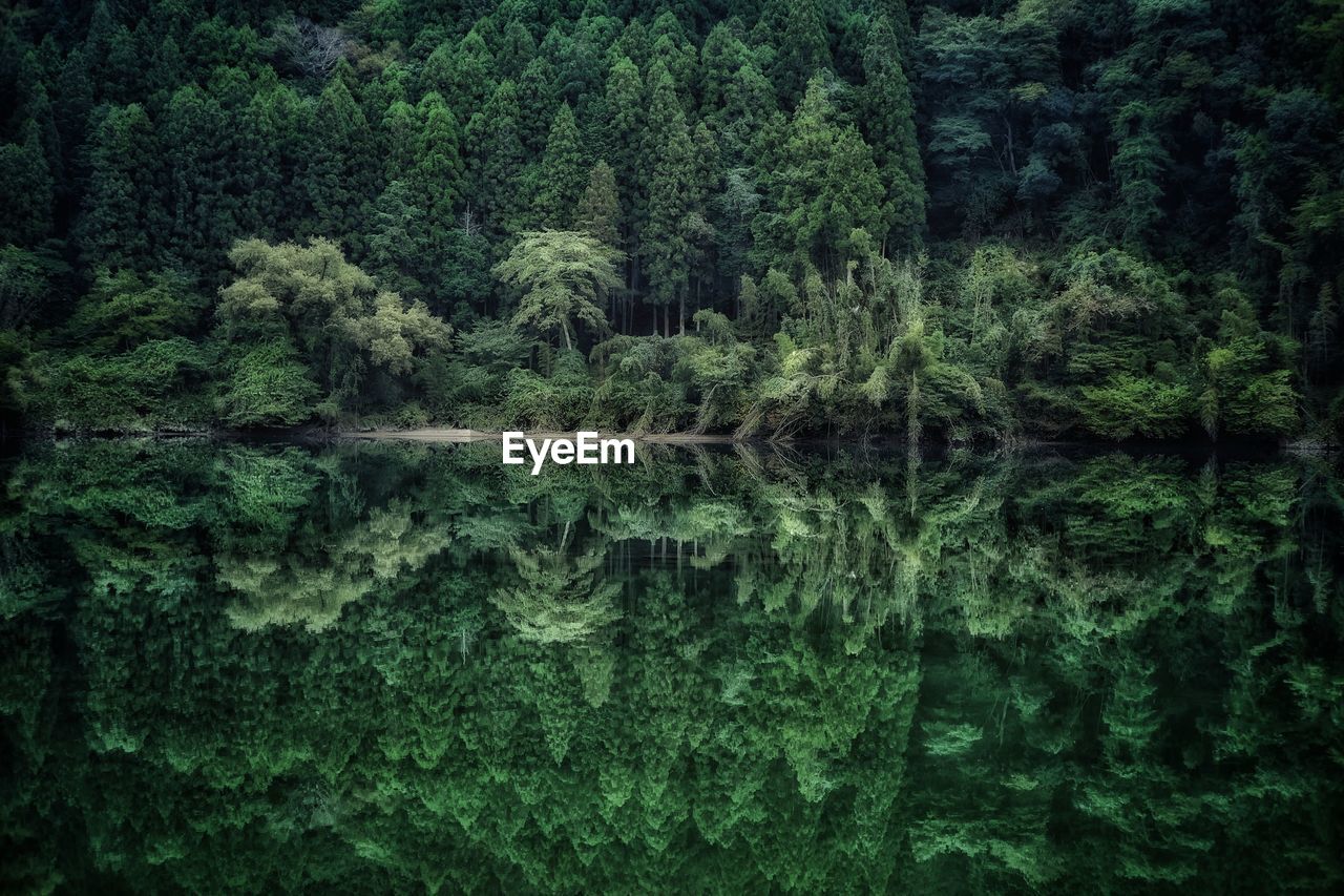 TREES GROWING IN FOREST